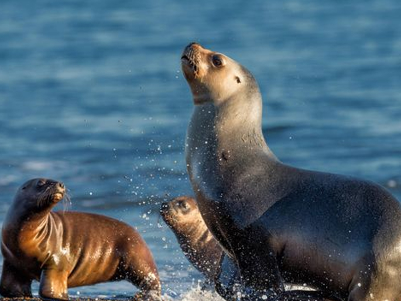 南非+埃及+阿联酋14-17天三国畅游